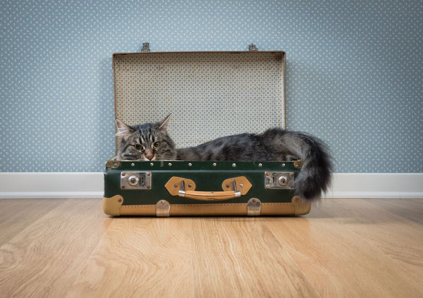 Traslocare con gli animali